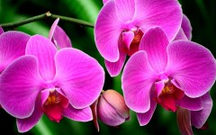 Desktop wallpaper. Flowers. ID:61906
