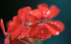 Desktop wallpaper. Flowers. ID:61907