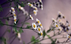 Desktop wallpaper. Flowers. ID:61908
