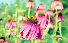 Desktop wallpaper. Flowers. ID:61942