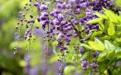Desktop wallpaper. Flowers. ID:61972