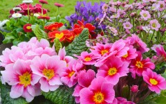 Desktop wallpaper. Flowers. ID:61975