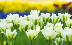 Desktop wallpaper. Flowers. ID:61976