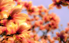 Desktop wallpaper. Flowers. ID:61995