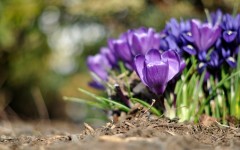Desktop wallpaper. Flowers. ID:61997