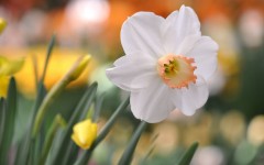 Desktop wallpaper. Flowers. ID:62056