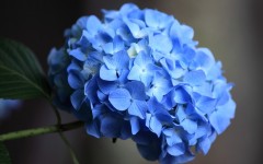 Desktop wallpaper. Flowers. ID:62106