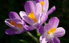 Desktop image. Flowers. ID:62142