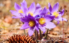 Desktop image. Flowers. ID:62143