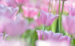 Desktop wallpaper. Flowers. ID:62191