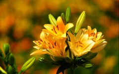 Desktop wallpaper. Flowers. ID:62204