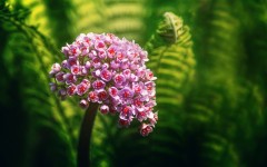 Desktop wallpaper. Flowers. ID:62231