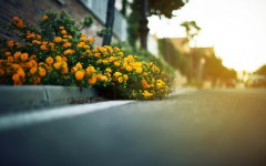 Desktop wallpaper. Flowers. ID:62244