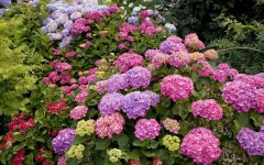 Desktop wallpaper. Flowers. ID:62336