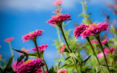 Desktop wallpaper. Flowers. ID:62352