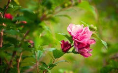 Desktop wallpaper. Flowers. ID:62474