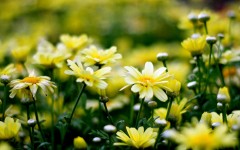 Desktop wallpaper. Flowers. ID:62475