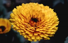 Desktop wallpaper. Flowers. ID:68638