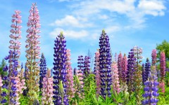 Desktop wallpaper. Flowers. ID:62526