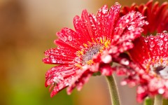 Desktop wallpaper. Flowers. ID:62531