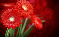Desktop wallpaper. Flowers. ID:62532