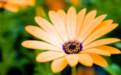 Desktop wallpaper. Flowers. ID:62533