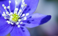 Desktop wallpaper. Flowers. ID:62569