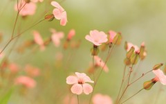 Desktop wallpaper. Flowers. ID:62570