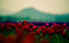 Desktop wallpaper. Flowers. ID:62572