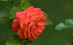 Desktop wallpaper. Flowers. ID:62579