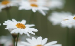 Desktop wallpaper. Flowers. ID:62658