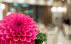 Desktop wallpaper. Flowers. ID:68639