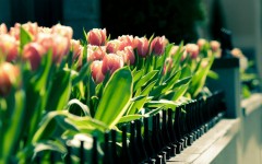 Desktop wallpaper. Flowers. ID:62695