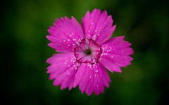Desktop wallpaper. Flowers. ID:62723