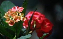 Desktop wallpaper. Flowers. ID:62726