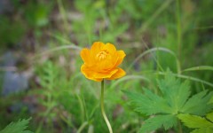 Desktop wallpaper. Flowers. ID:62735