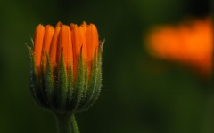Desktop wallpaper. Flowers. ID:62779
