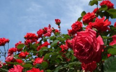 Desktop wallpaper. Flowers. ID:62896