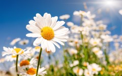 Desktop wallpaper. Flowers. ID:62905