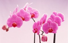 Desktop wallpaper. Flowers. ID:62928