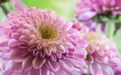 Desktop wallpaper. Flowers. ID:62937