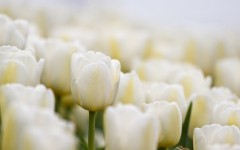 Desktop wallpaper. Flowers. ID:62977