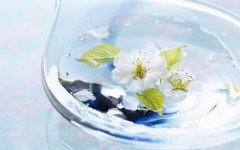 Desktop wallpaper. Flowers. ID:63004