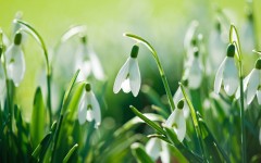 Desktop wallpaper. Flowers. ID:63007