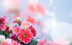 Desktop wallpaper. Flowers. ID:63012