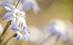Desktop wallpaper. Flowers. ID:63022