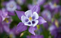 Desktop wallpaper. Flowers. ID:63023
