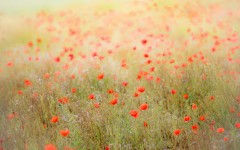 Desktop wallpaper. Flowers. ID:63047