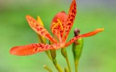 Desktop wallpaper. Flowers. ID:63060