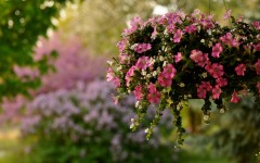 Desktop wallpaper. Flowers. ID:63062